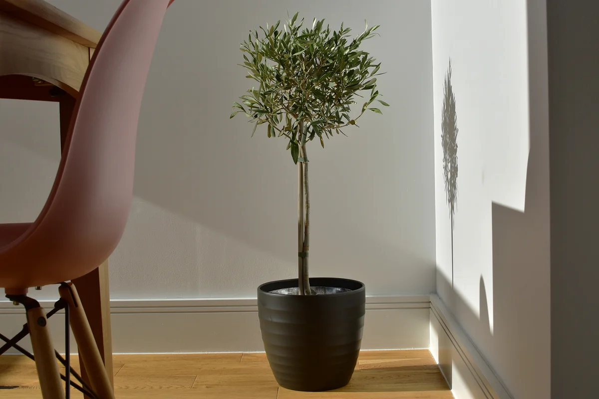 Potted dwarf olive tree in dining room