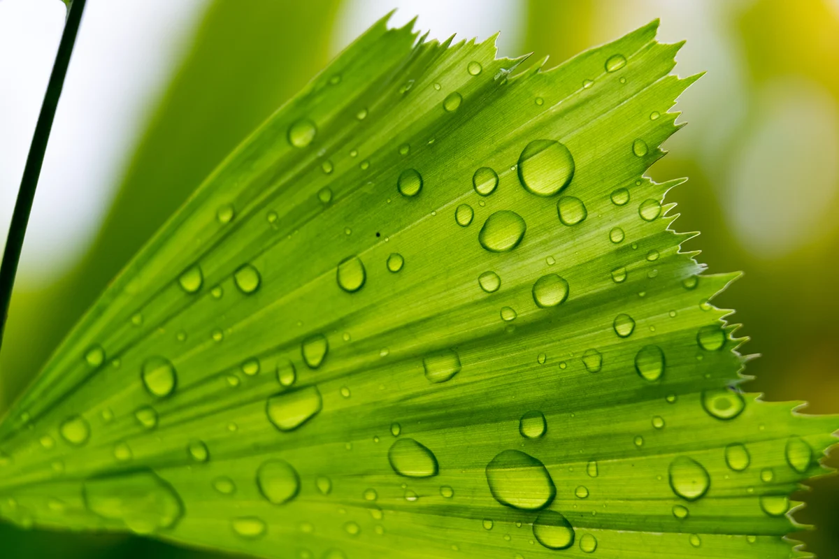 Closeup of fishtail palm tree leaf