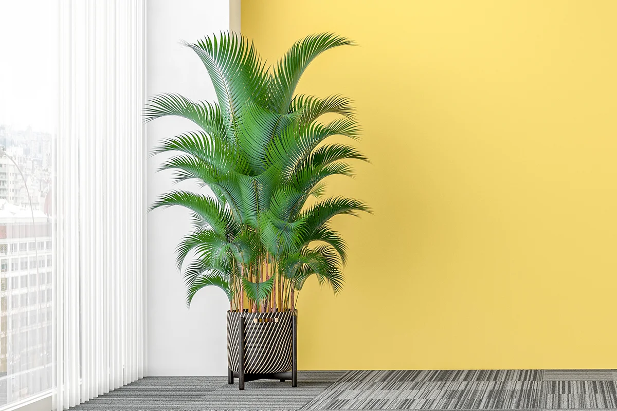 Lemon tree on a windowsill