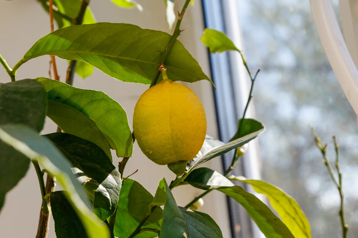 Meyer lemon tree in windowsill