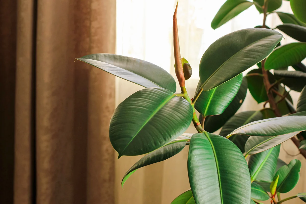 Potted rubber tree near living room window