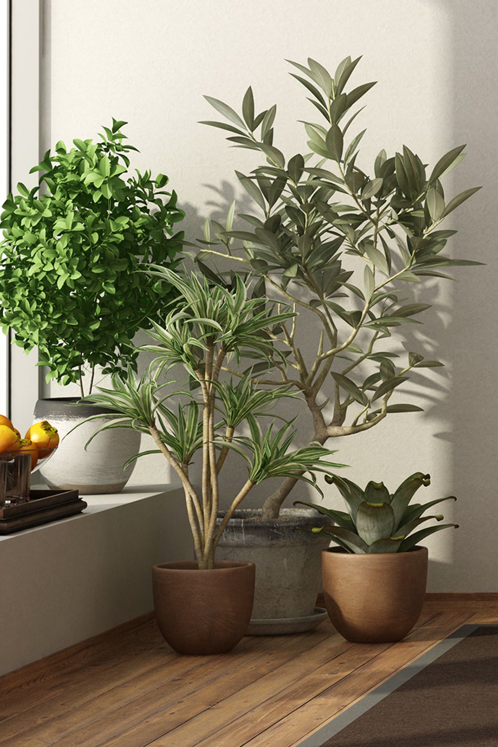 15 Best Indoor Trees to Freshen Up Your Home