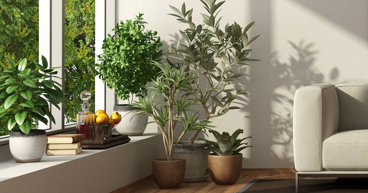 15 Best Indoor Trees to Freshen Up Your Home