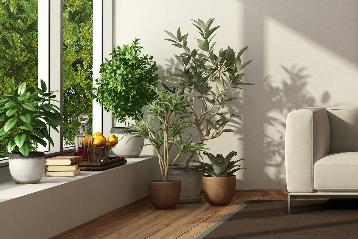 A group of trees near a living room window