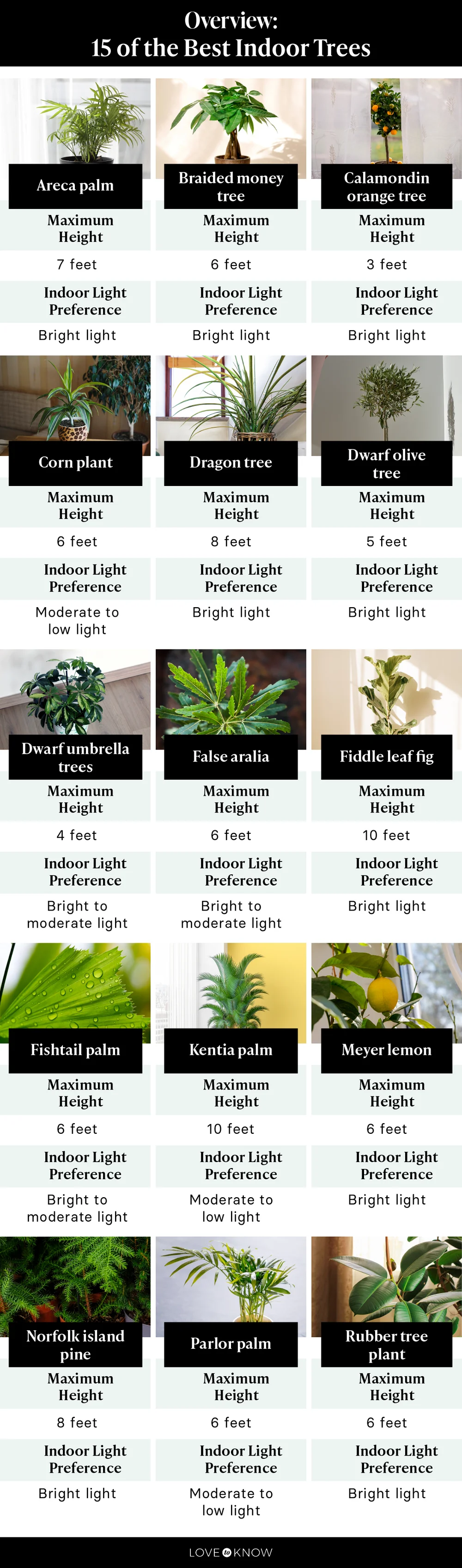 Best Indoor Trees Infographic