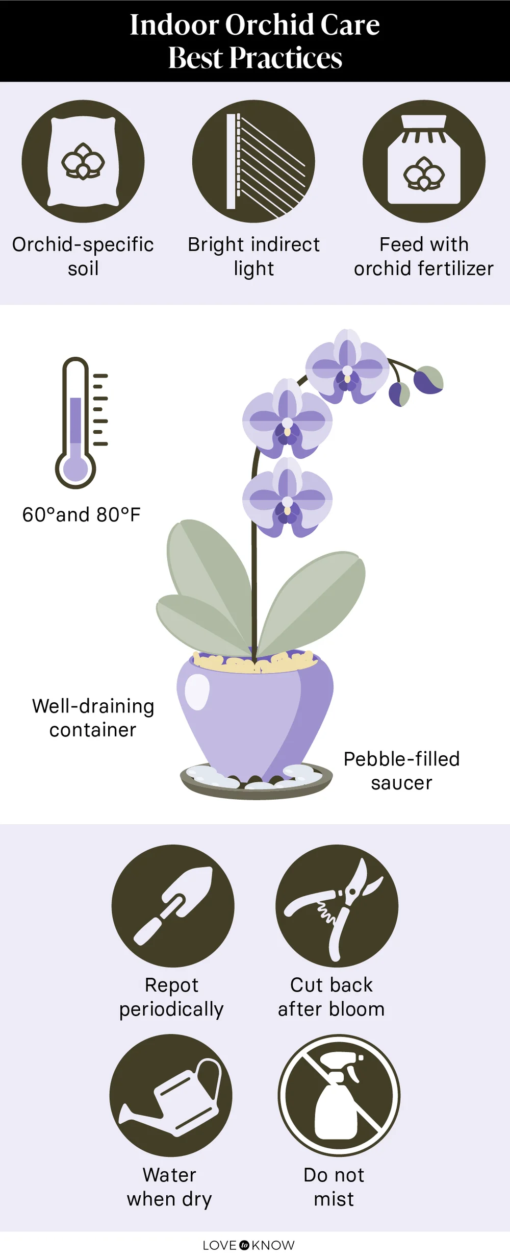 How to Care for Orchids Infographic