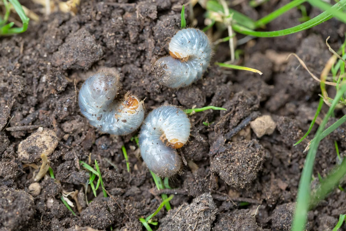 White grubs burrowing into the soil