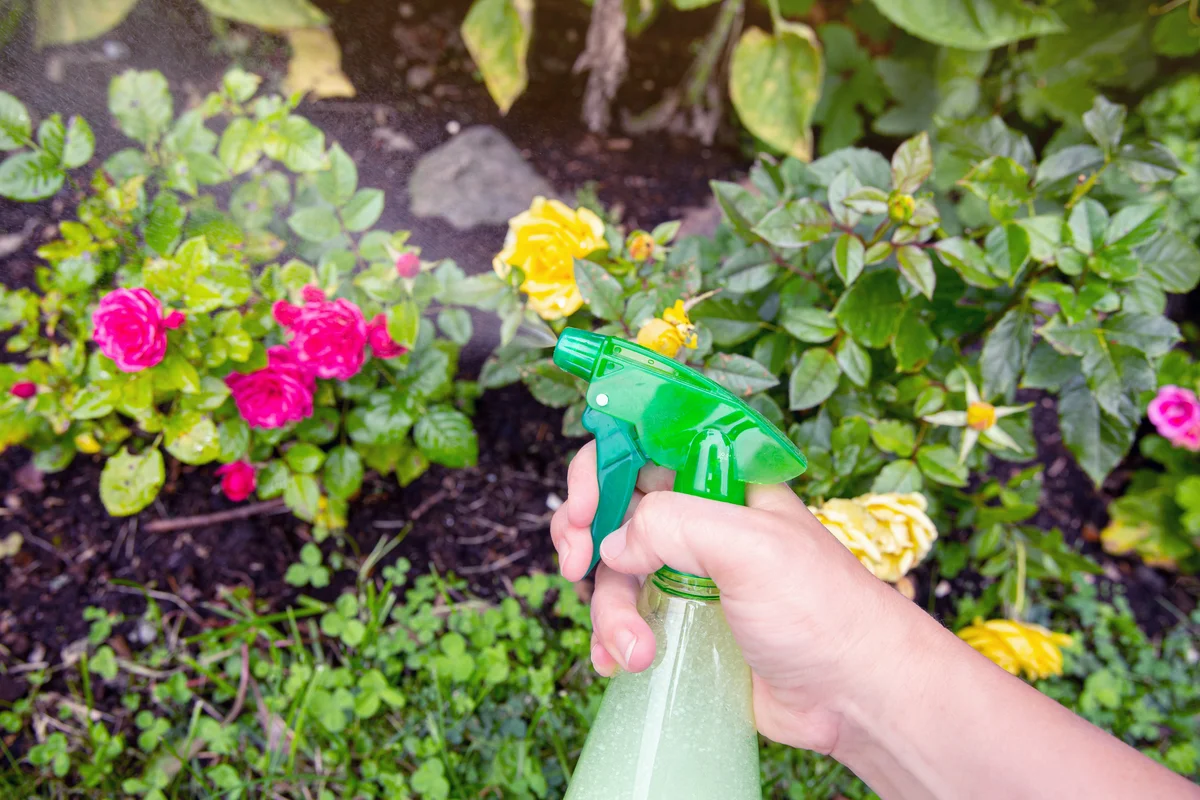 Insecticidal Soap Spray