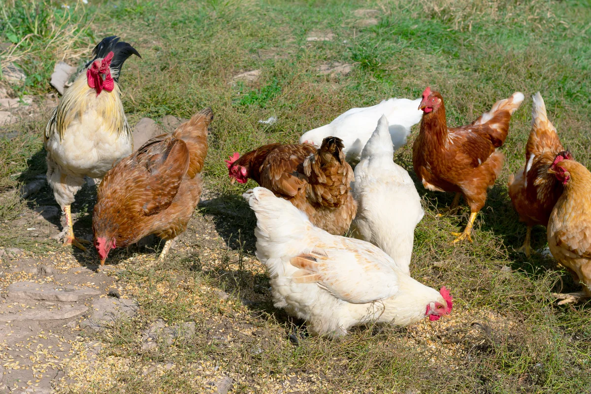 Domestic chicken feeding