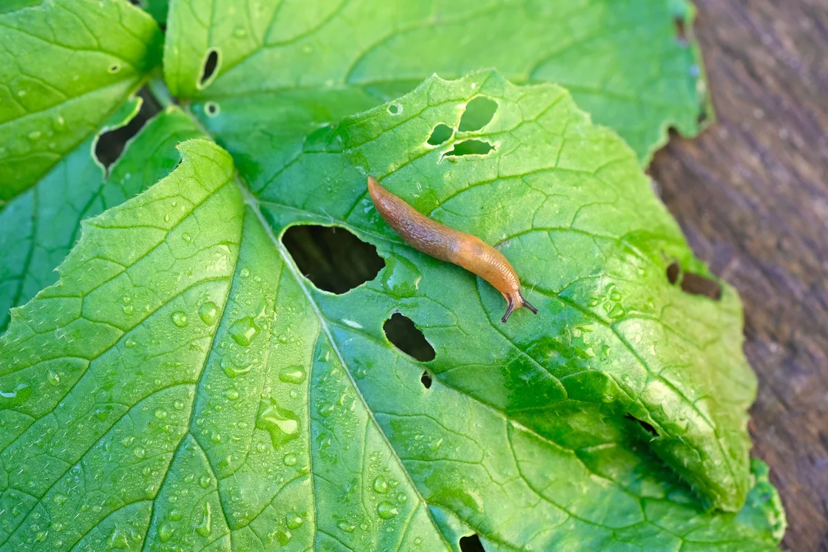 Brown slug on a green wet radish leaf