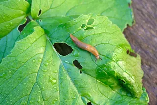 How to Get Rid of Garden Slugs: 7 Practical Solutions That Really Work