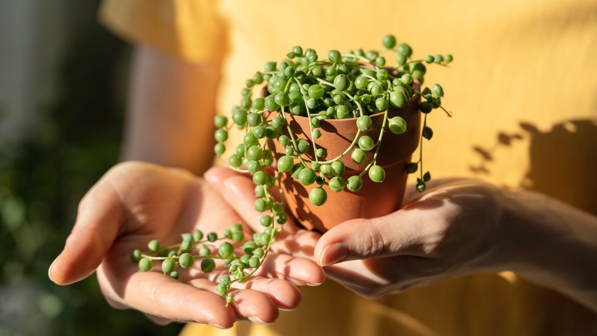 7 String Succulents That Make Elegant Houseplants