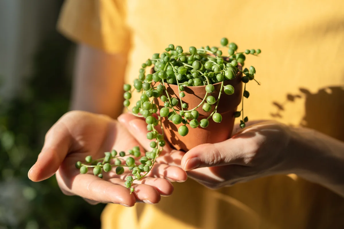 Girl hand holding small terracotta pot with Senecio Rowleyanus