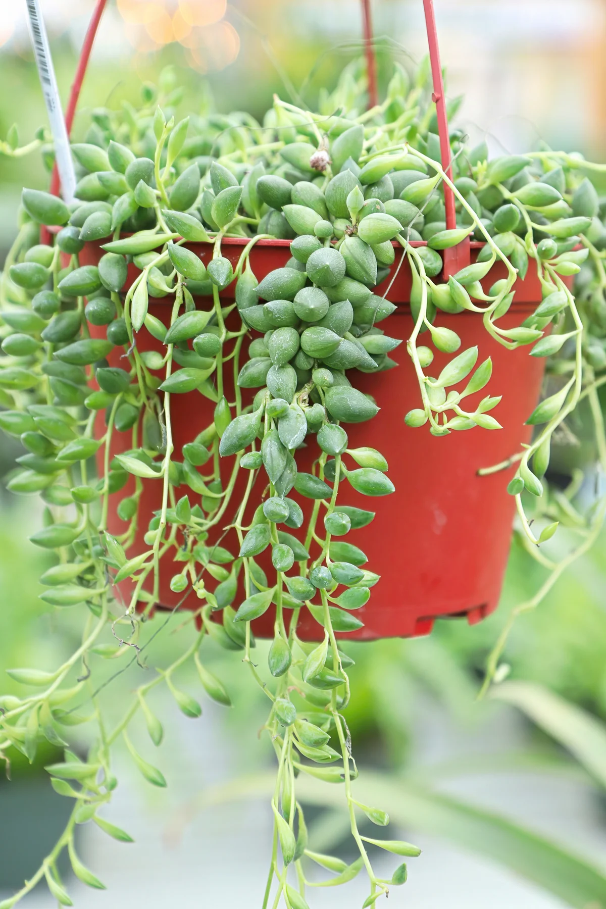Hanging String of Beans succulent