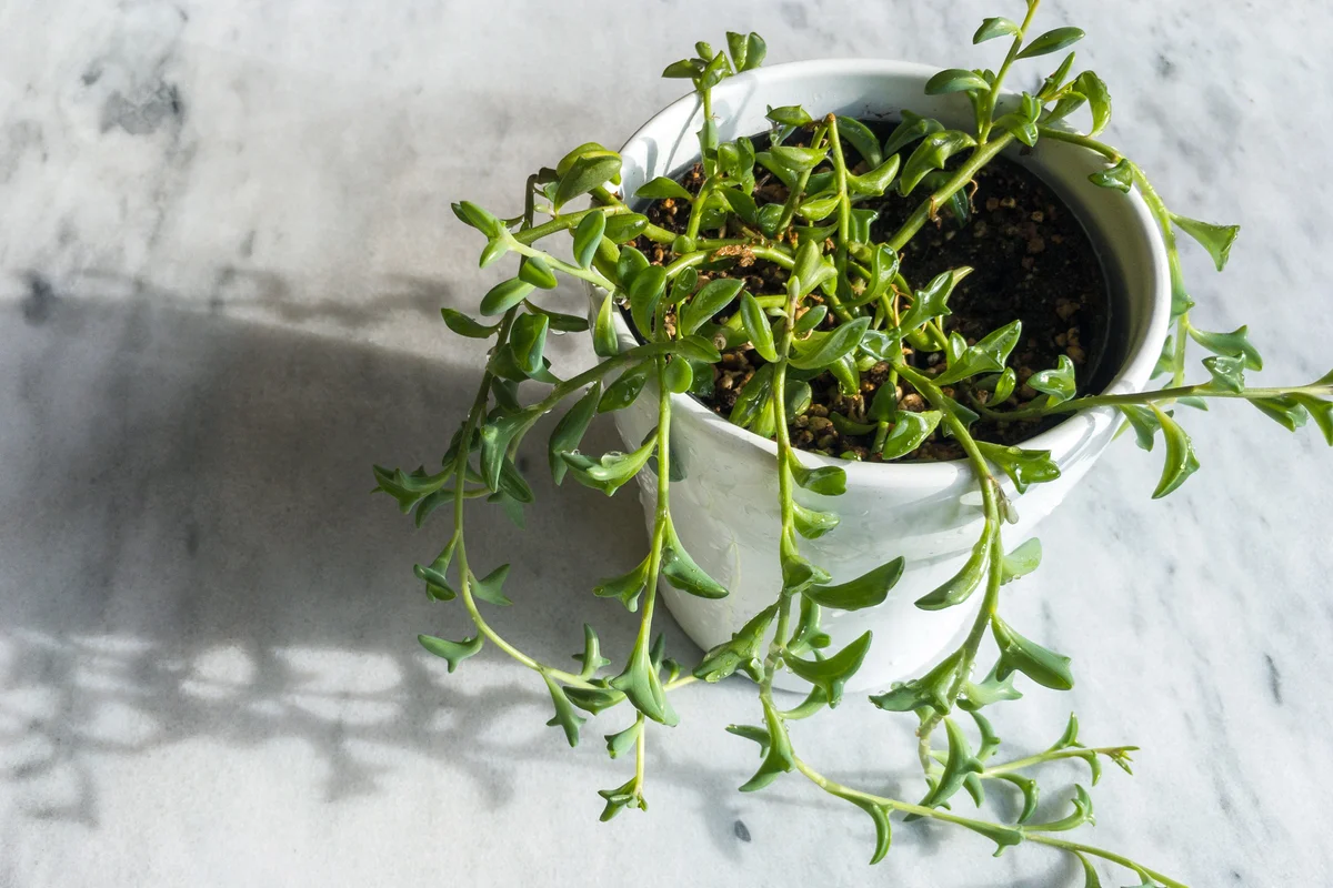 Flying dolphins plant