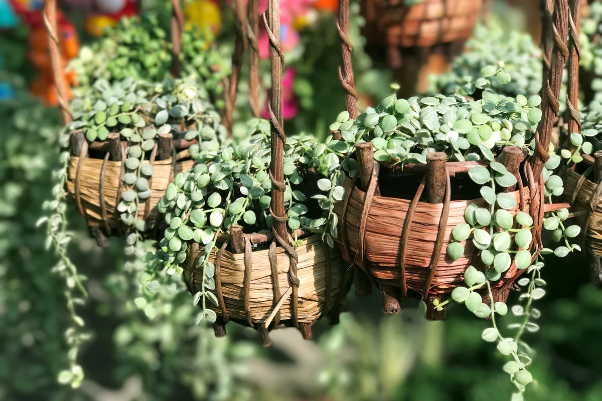 Beautiful green creeper plant in wooden basket