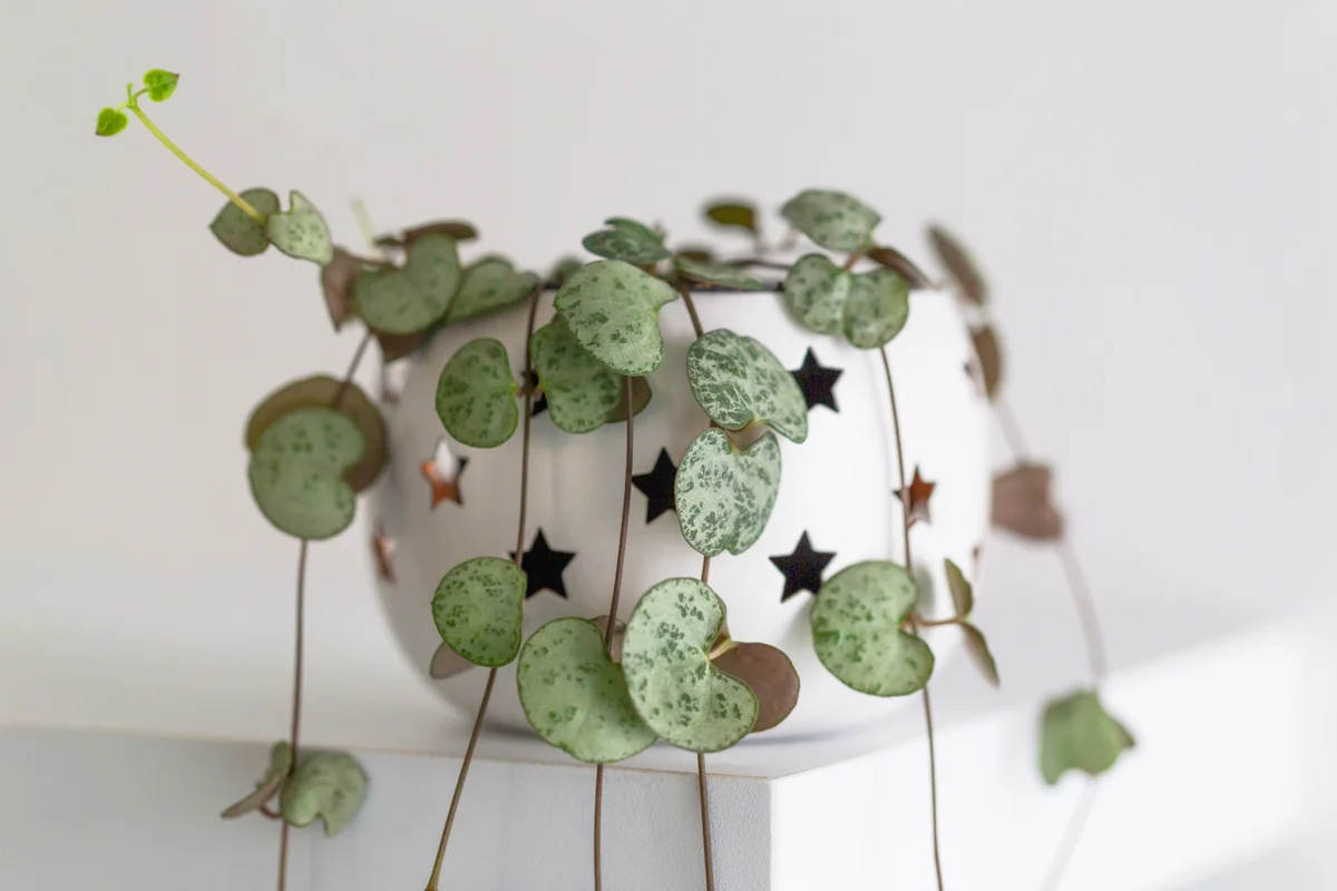 Ceropegia woodii in a flower pot