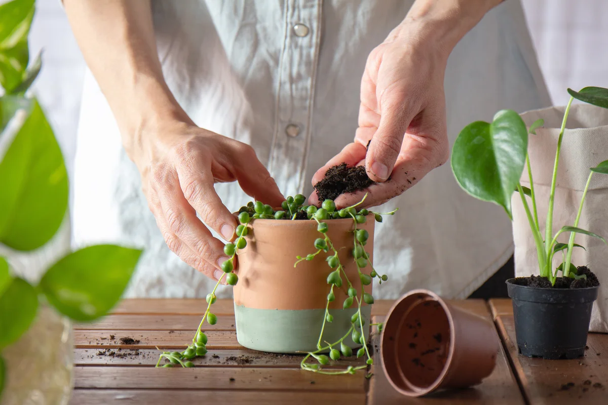 Hands pouring soil to a newly transplanted senecio rowleyanus plant