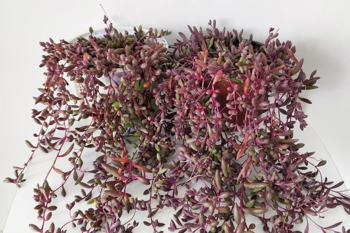 Lush Purple succulent plants Othonna capensis