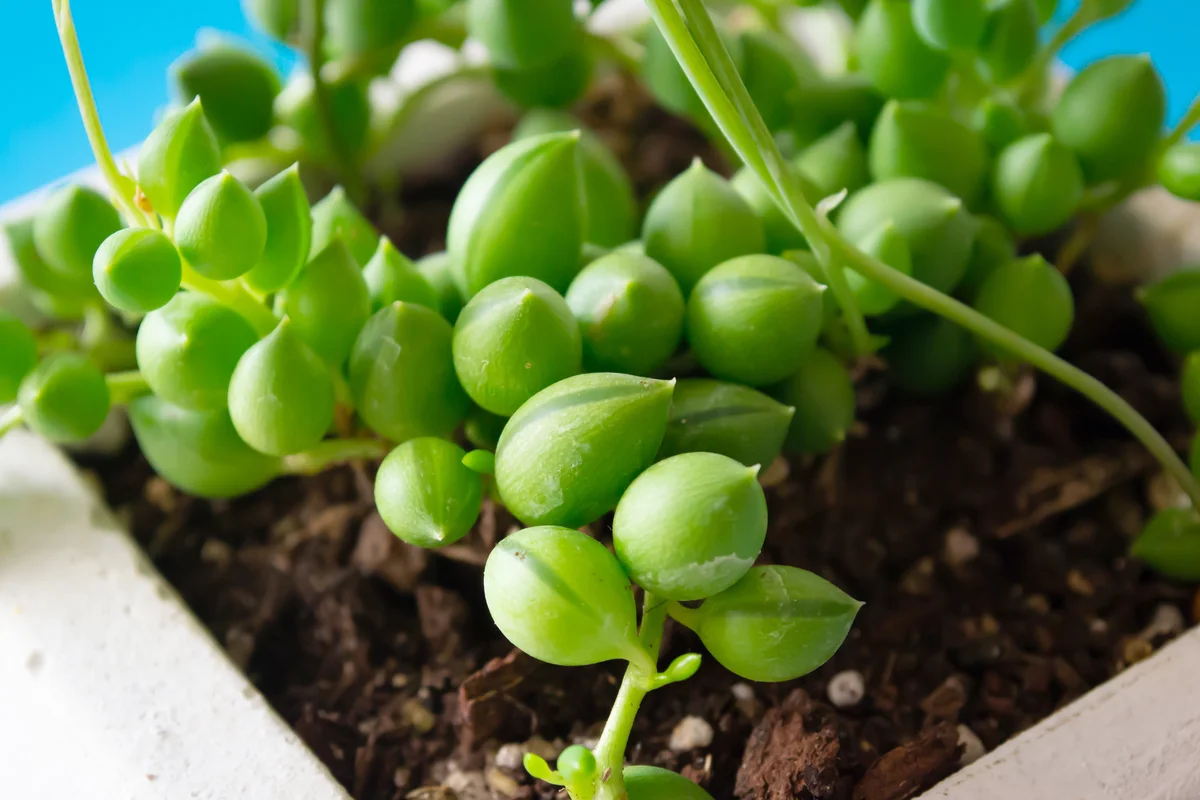 String of tears succulent