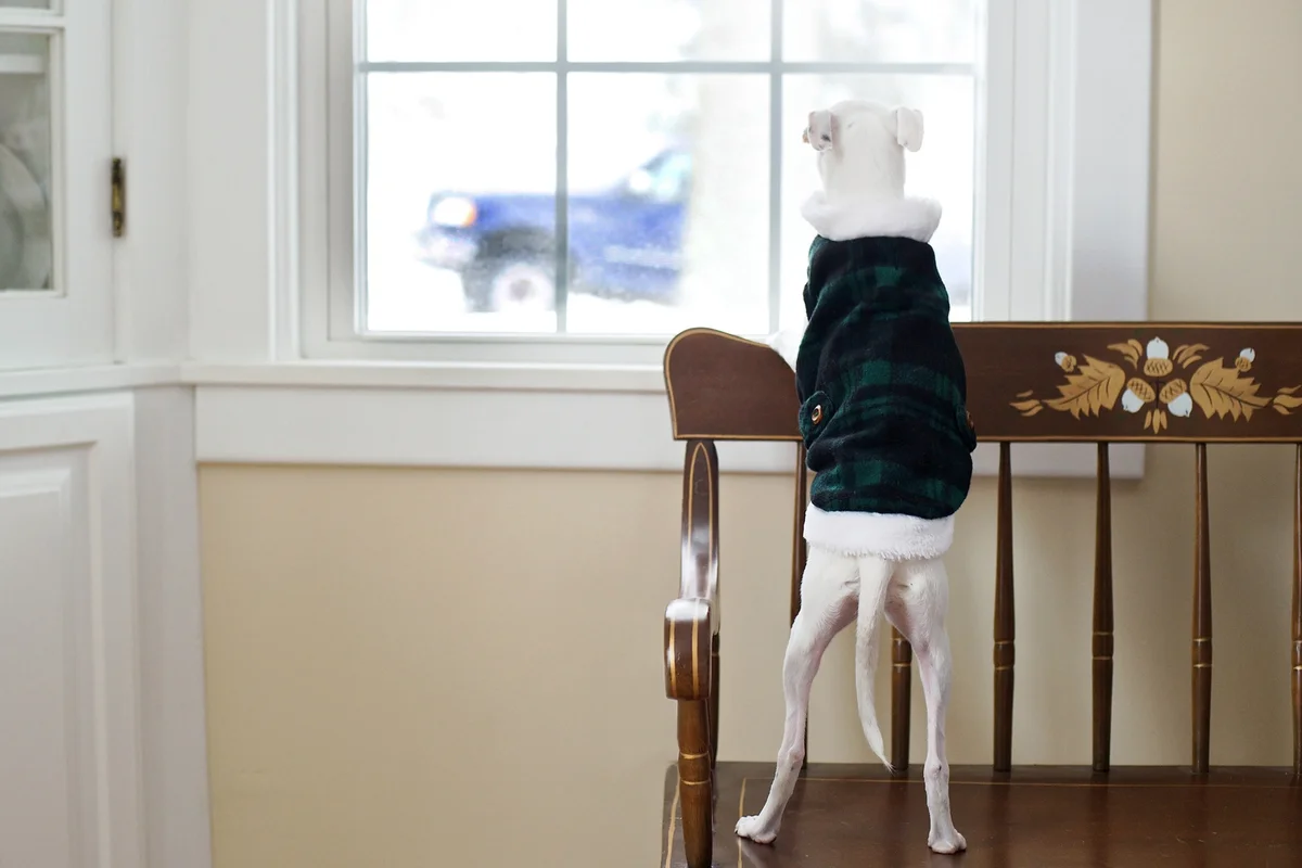Dog standing on window bench