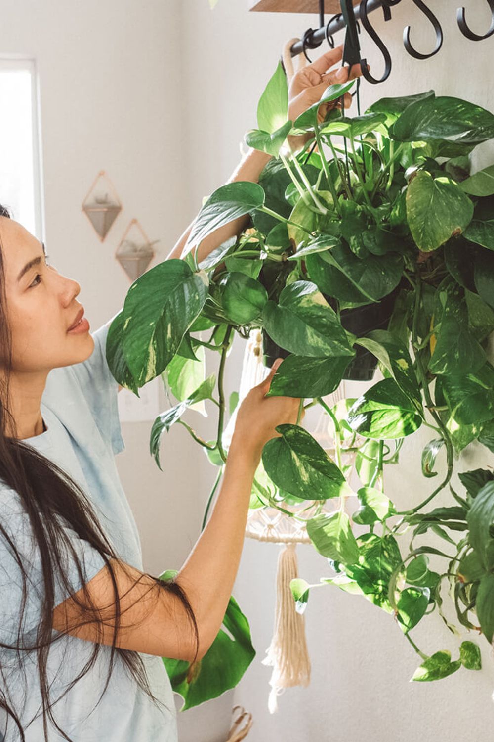 10 Indoor Climbing Plants to Grow Your Houseplant Jungle