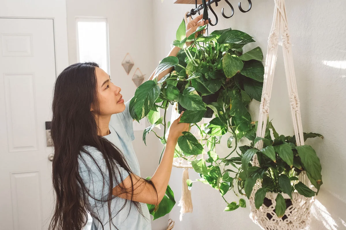 Woman hanging indoor houseplants