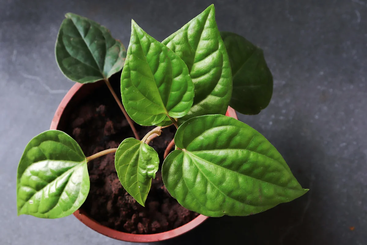 Betel leaf plant/piper betel in a pot