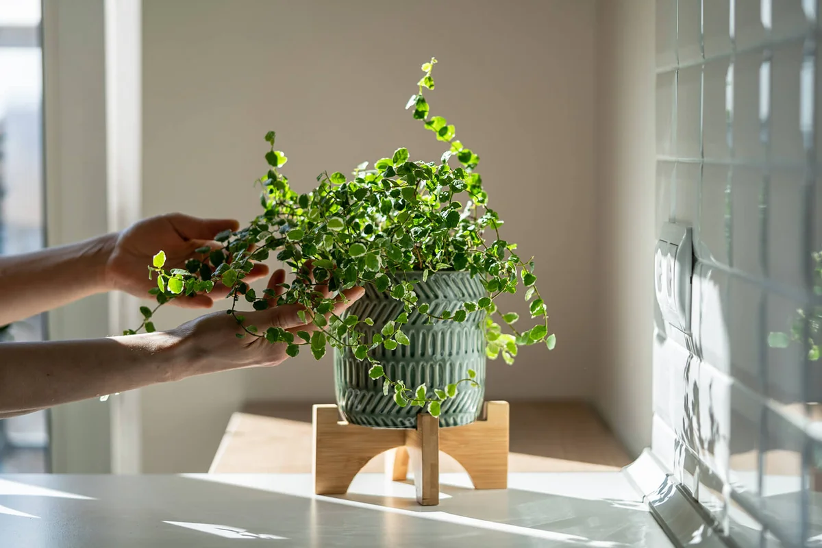 Person touching creeping fig houseplant