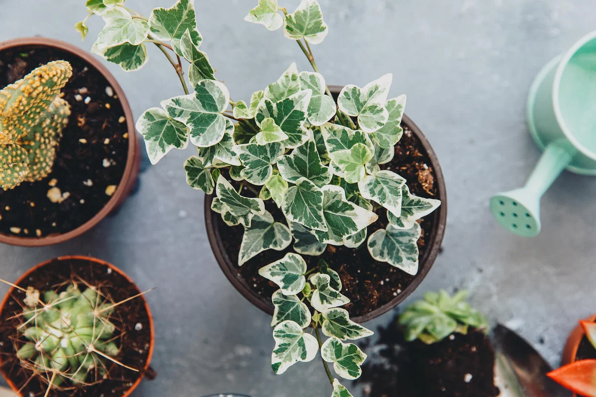 English Ivy houseplant