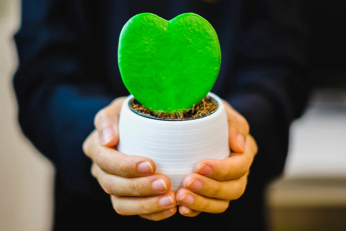 Person holding Hoya Heart houseplant