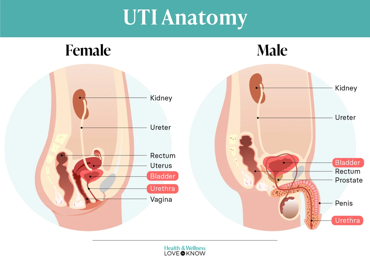UTI Female and Male Anatomy