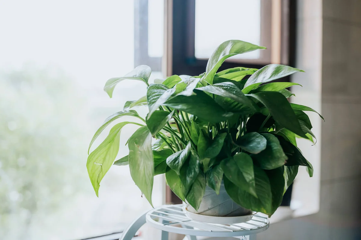 Pothos houseplant