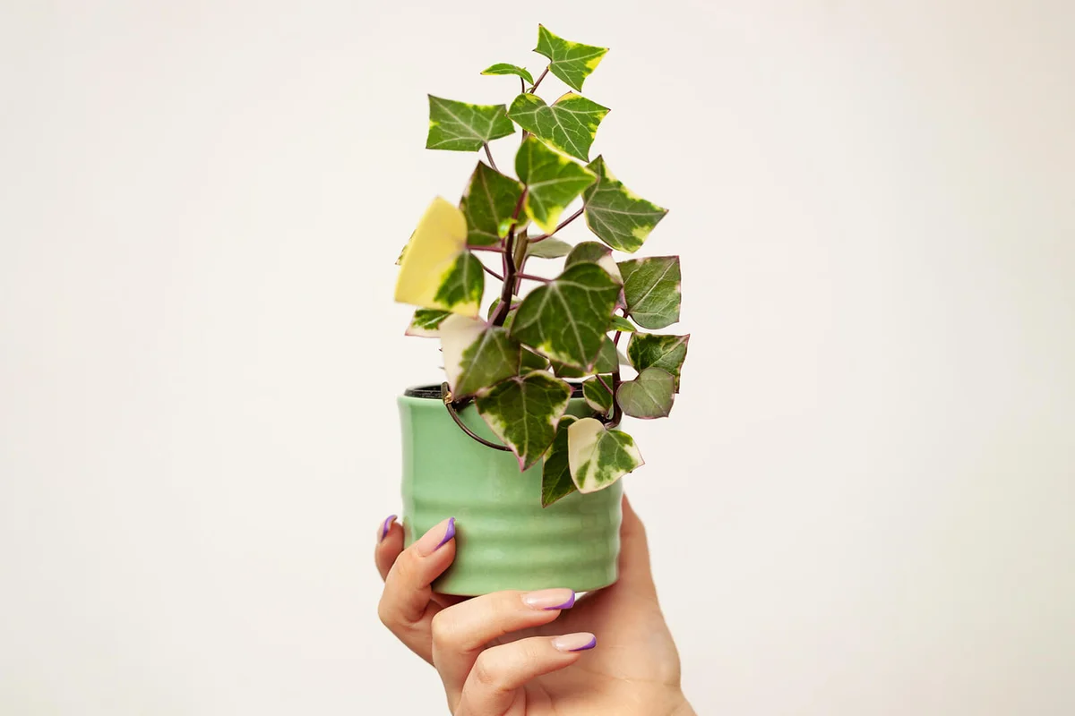 Hand holding up pot of wax ivy