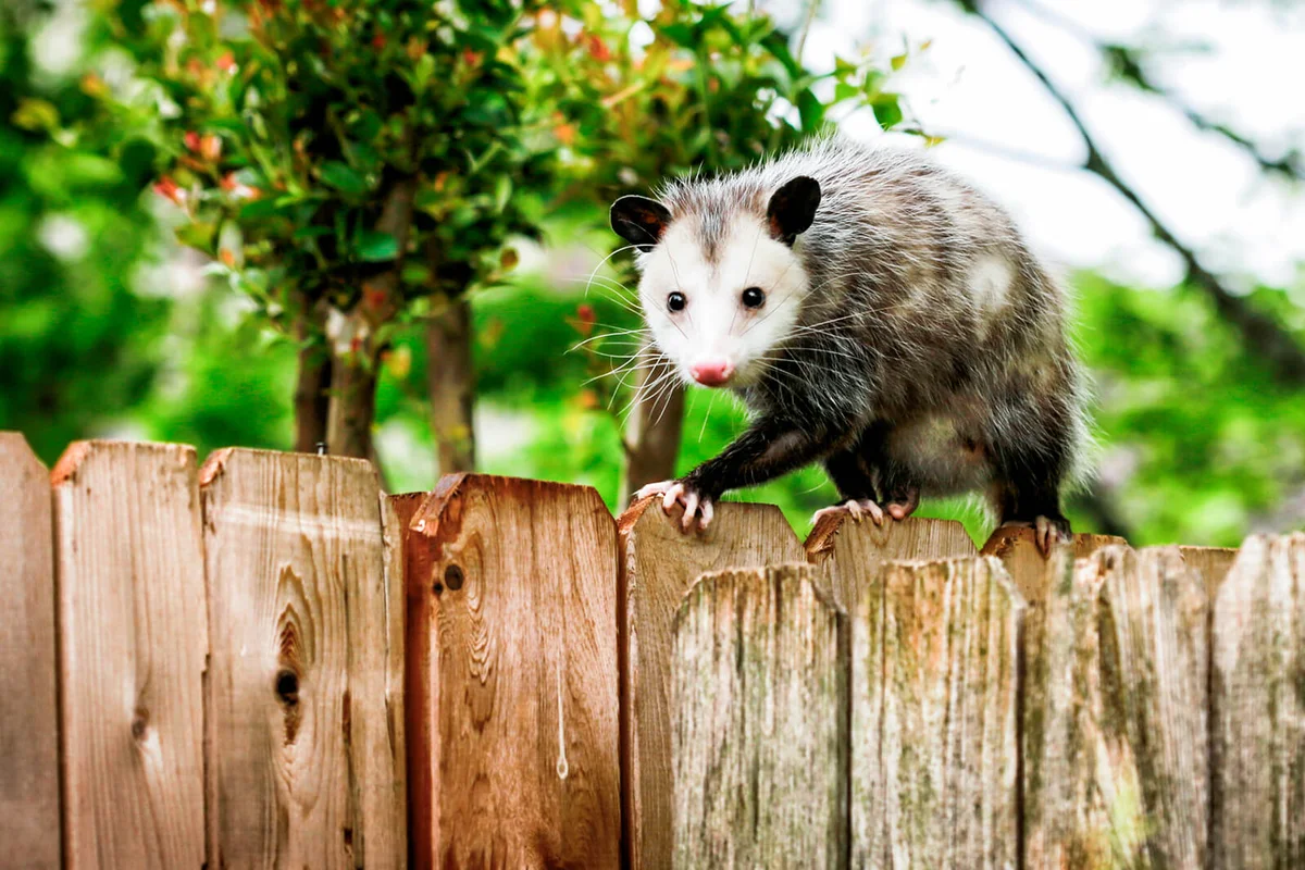 Common Opossum walking on new backyard fence