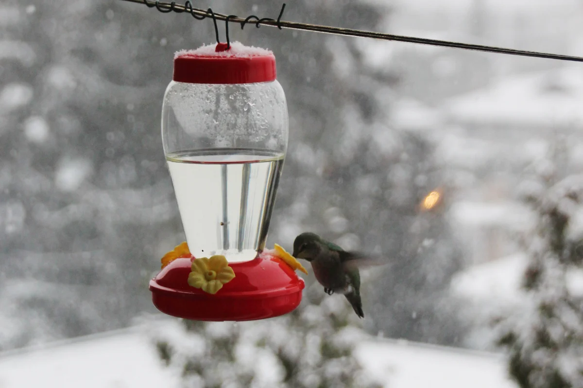 Humming burd drinking nectar on a cold winter morning.