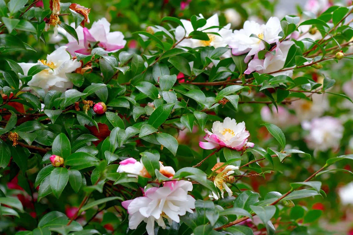 Camellia Sasanqua Flowers (Double Petals)