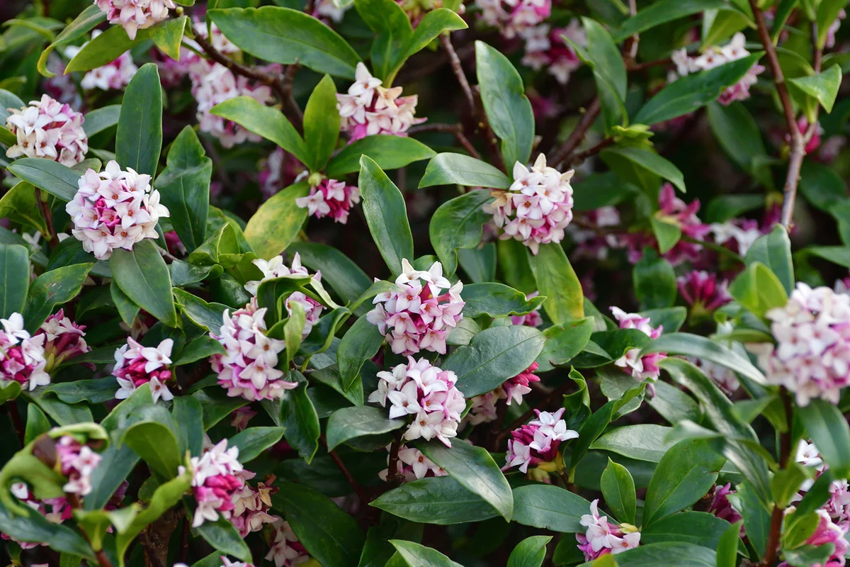 Daphne odora / Japan daphne / Daphne indica