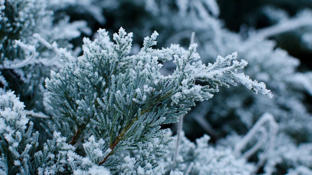 11 Cold-Weather Plant Superstars That Thrive in Chilly Winters