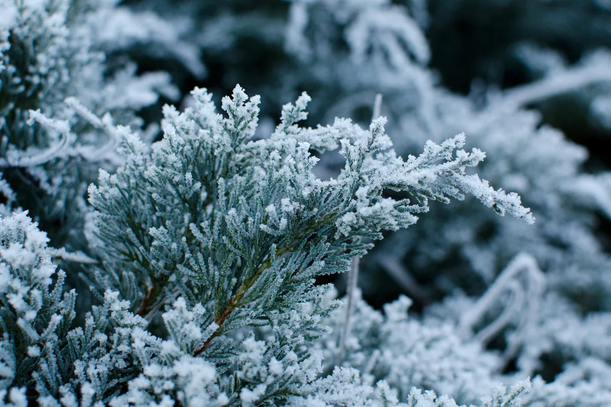 Branch of Junipers with frost