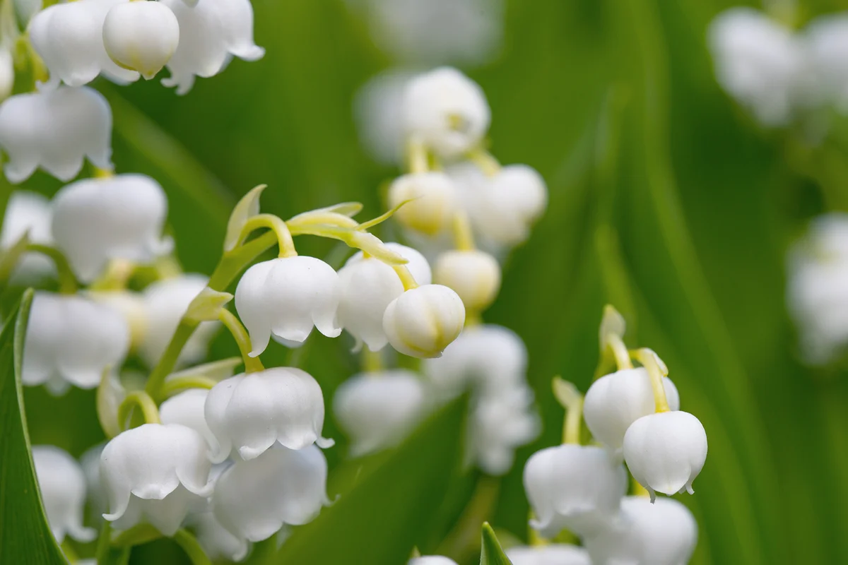 Lily of the valley (Convallaria majalis)