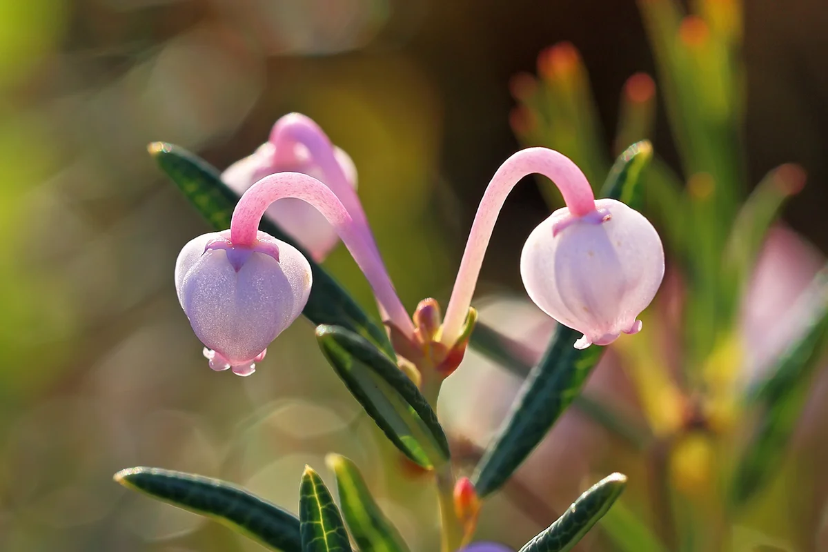Andromeda polifolia. Plant flowers close up