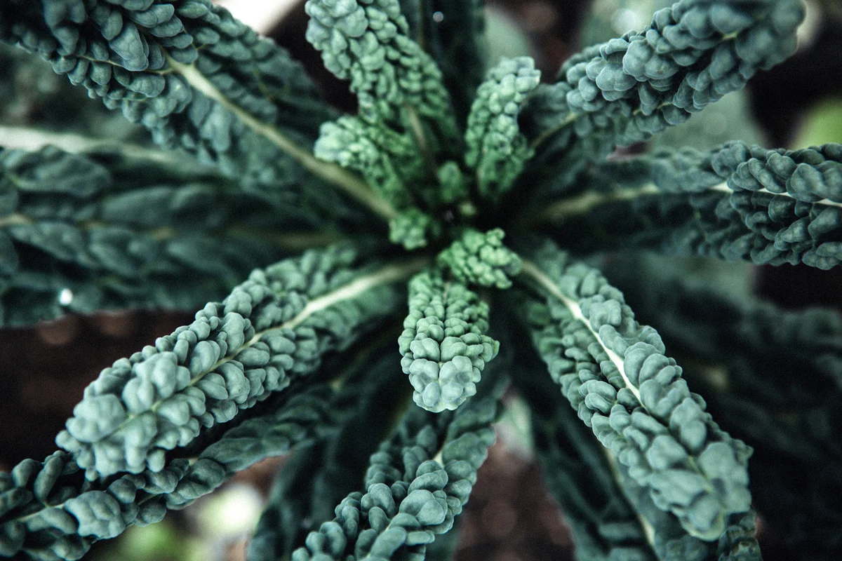 Lacinato Kale Plant