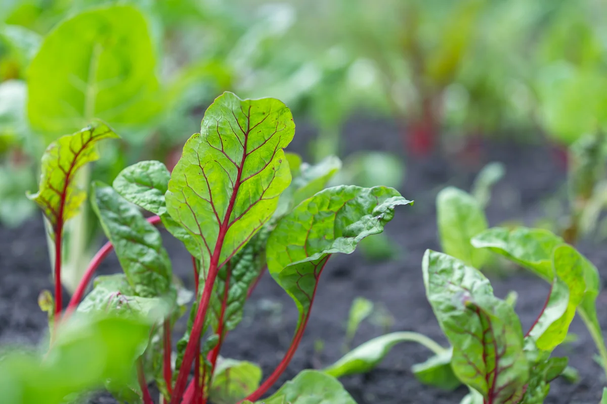 Close-up of chard leaves growing in garden