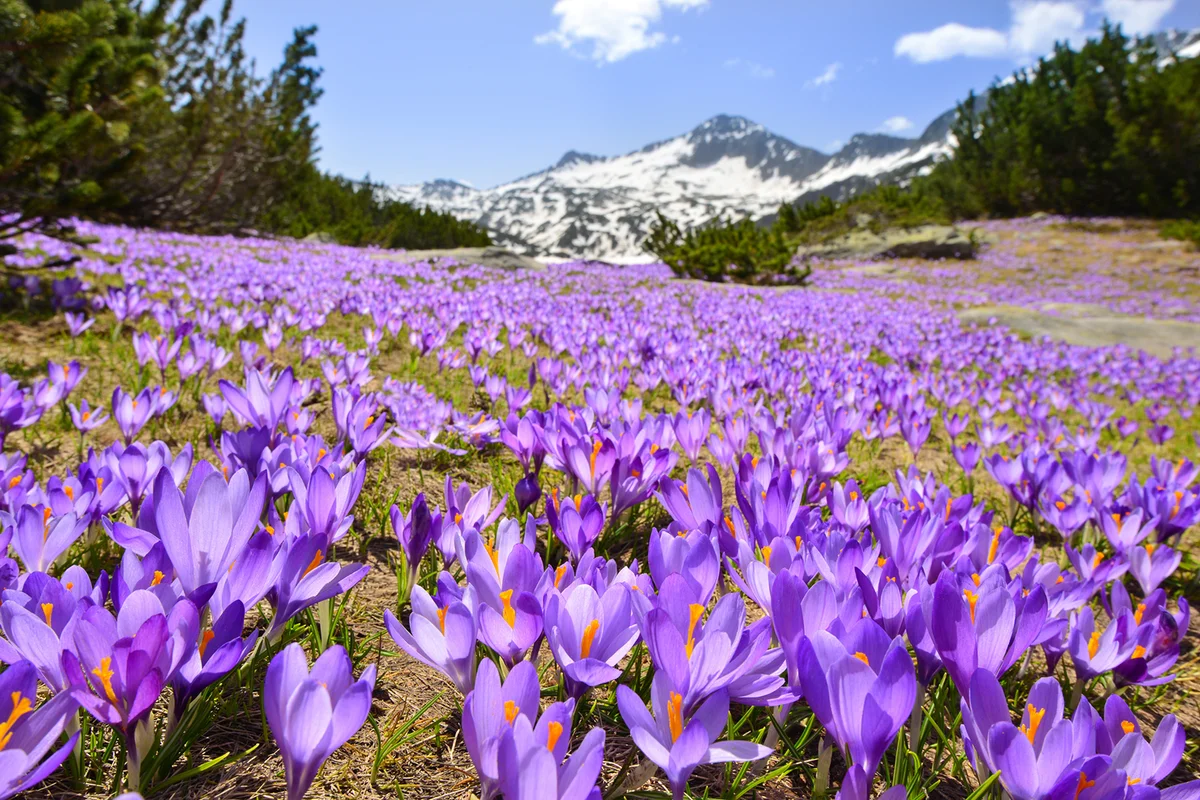 Carpet of purple crocuses on mountain meadow