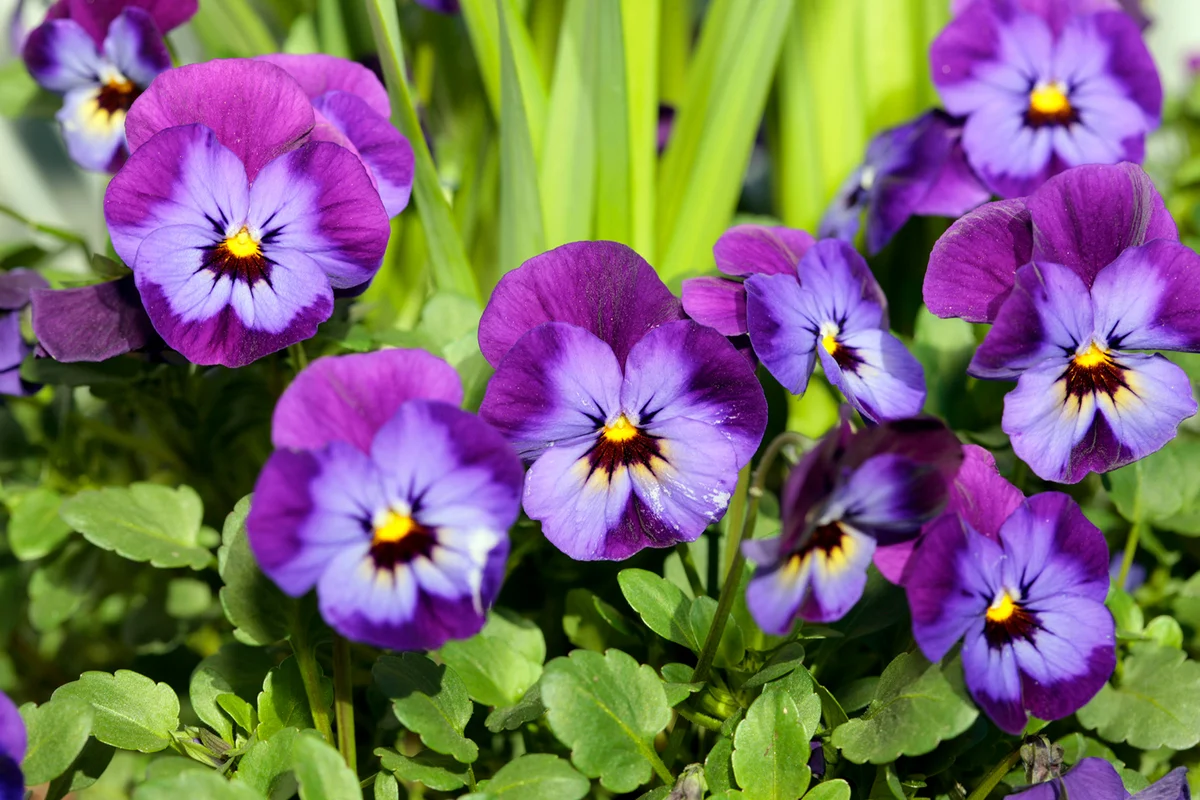 Pansy (Viola x wittrockiana)