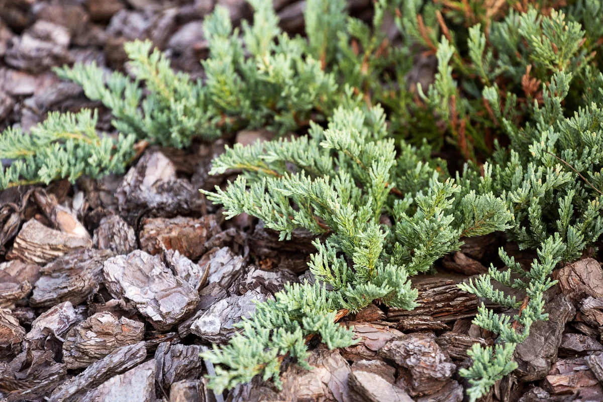 Branches of Juniperus horizontalis or creeping juniper cultivar Blue Chip on pine bark mulch