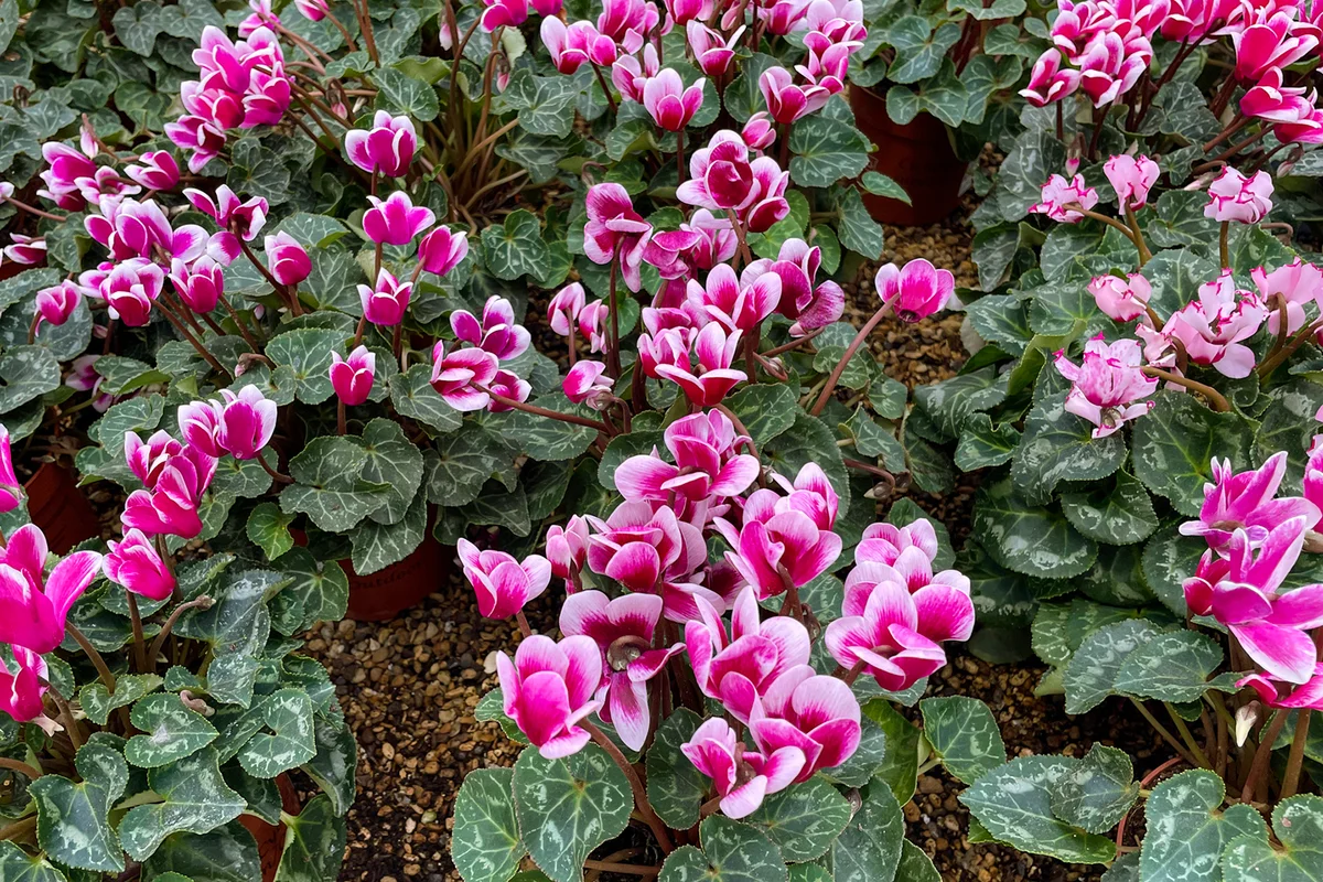 ivy-leaved cyclamen (Cyclamen hederifolium)