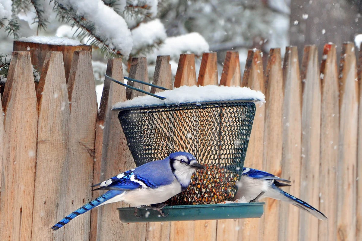 Two blue jays on a bird feeder