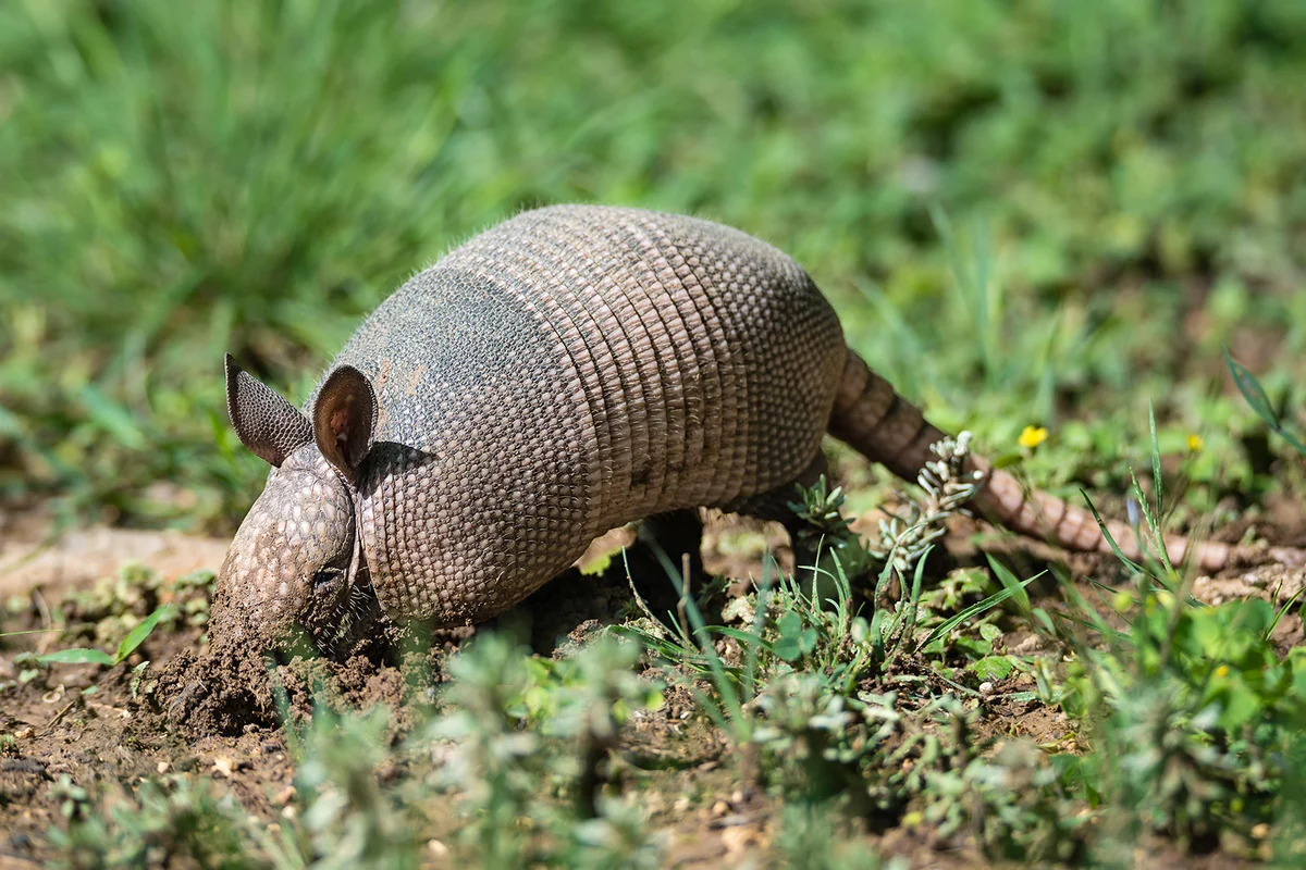 Juvenile Nine-banded Armadillo (Dasypus novemcinctus) digging for food in the garden